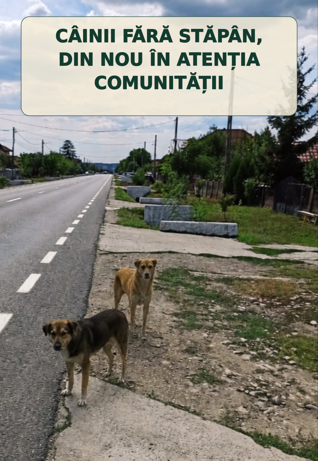 Doi câini fără stăpân observați pe marginea unui drum din comuna Drăguțești